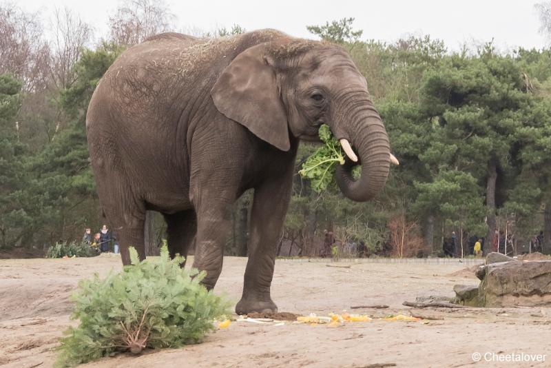 DSC00285.JPG - Safaripark Beekse Bergen Kerstdiner