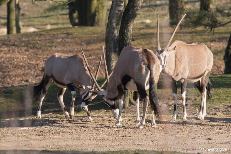 DSC00016.JPG - Safaripark Beekse Bergen