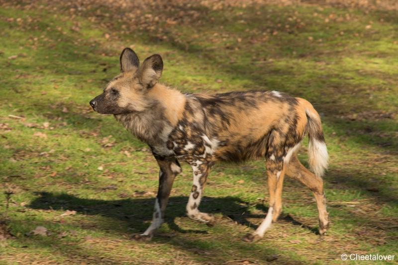 DSC00052.JPG - Safaripark Beekse Bergen