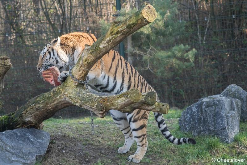 DSC00276.JPG - Safaripark Beekse Bergen