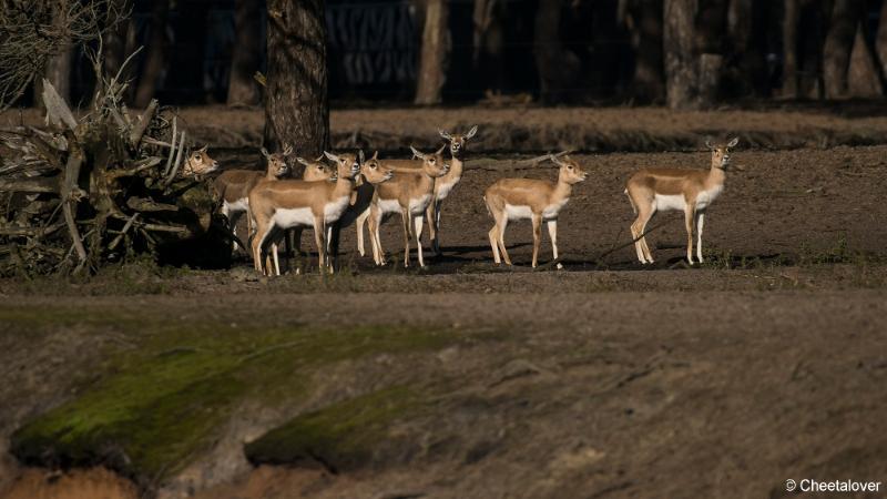 DSC00347.JPG - Safaripark Beekse Bergen