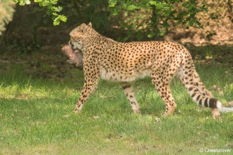 DSC00026.JPG - Safaripark Beekse Bergen2