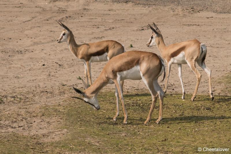 DSC00032.JPG - Safaripark Beekse Bergen2