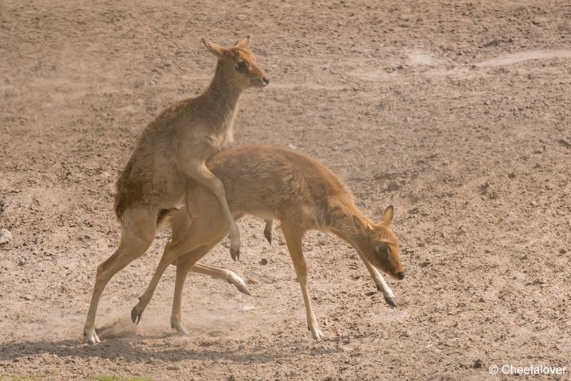 DSC00194.JPG - Safaripark Beekse Bergen2