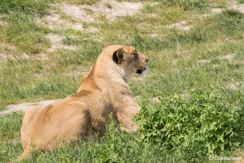 DSC00374.JPG - Safaripark Beekse Bergen2