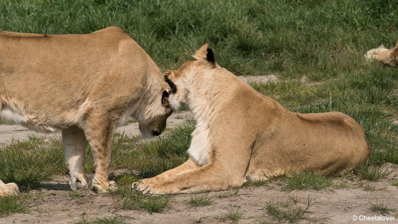 DSC00426.JPG - Safaripark Beekse Bergen2