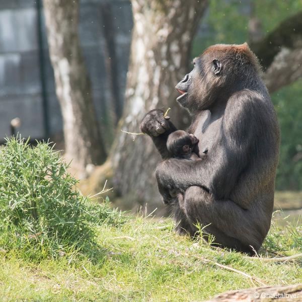 DSC00484.JPG - Safaripark Beekse Bergen2