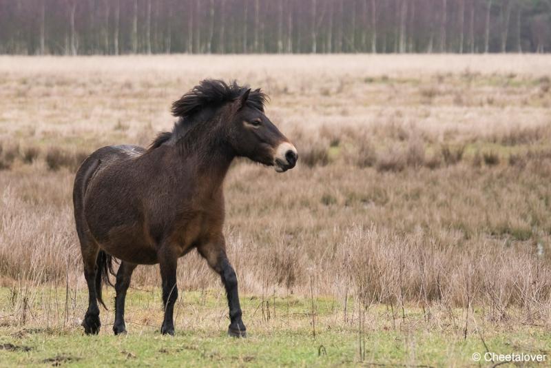 DSC00117.JPG - Exmoorpony op de Loozerheide