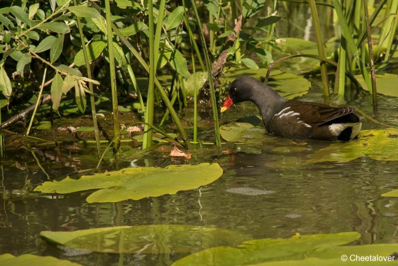 DSC00250.JPG - Tilburg, Dongevallei en Reeshofpark