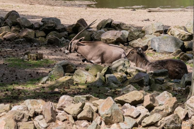 DSC00634.JPG - Burger's Zoo