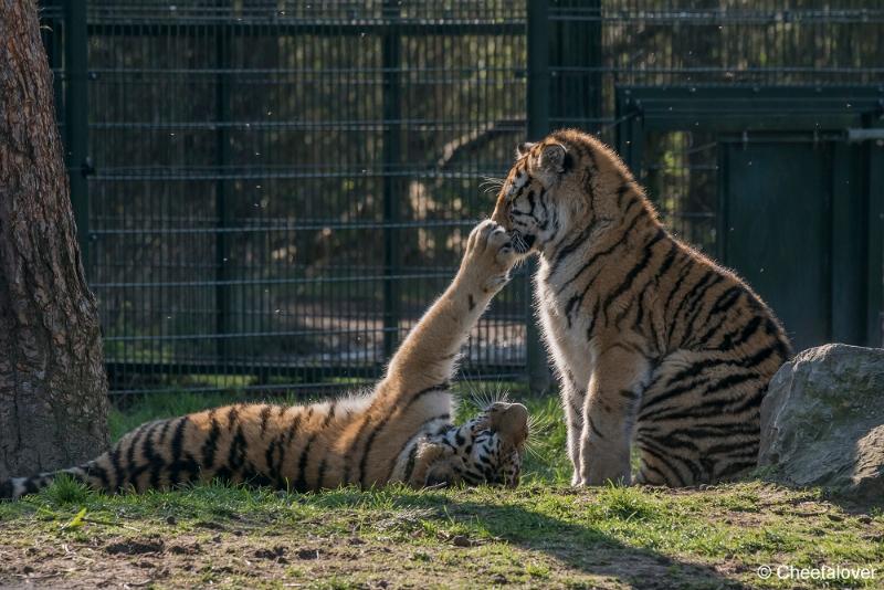 DSC00061.JPG - Safaripark Beekse Bergen