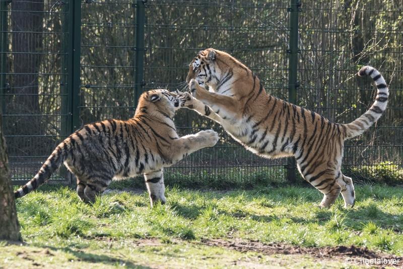 DSC00242.JPG - Safaripark Beekse Bergen