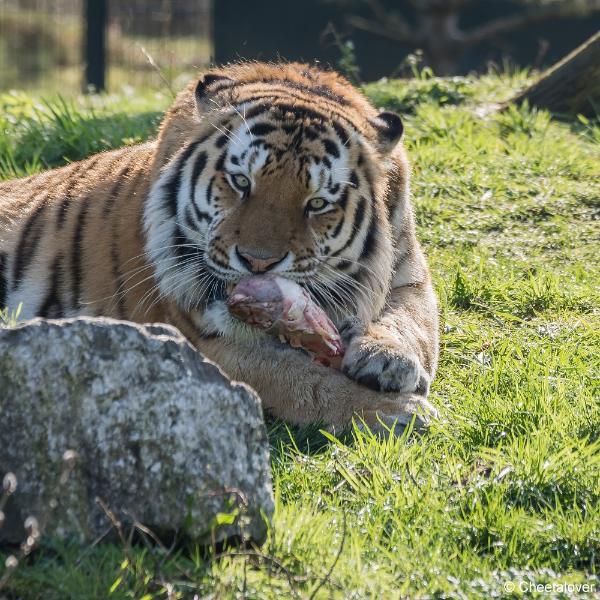 DSC00357.JPG - Safaripark Beekse Bergen