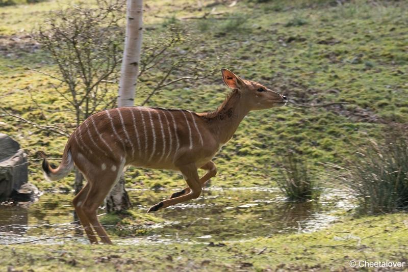 DSC00690.JPG - Safaripark Beekse Bergen