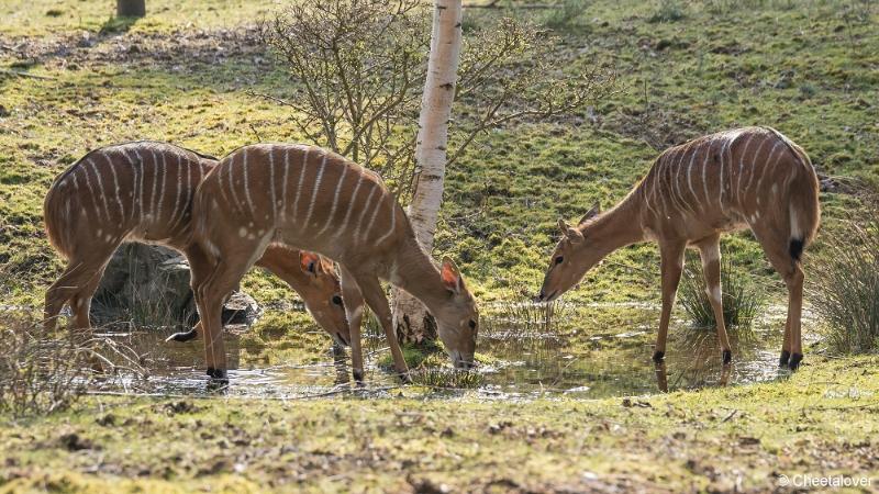 DSC00705.JPG - Safaripark Beekse Bergen