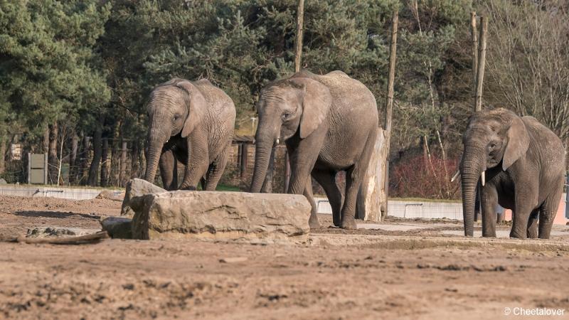 DSC00735.JPG - Safaripark Beekse Bergen