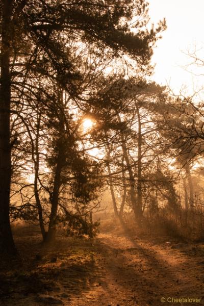 DSC00089.JPG - Zonsopkomst Regte Heide aan Rielse Dijk