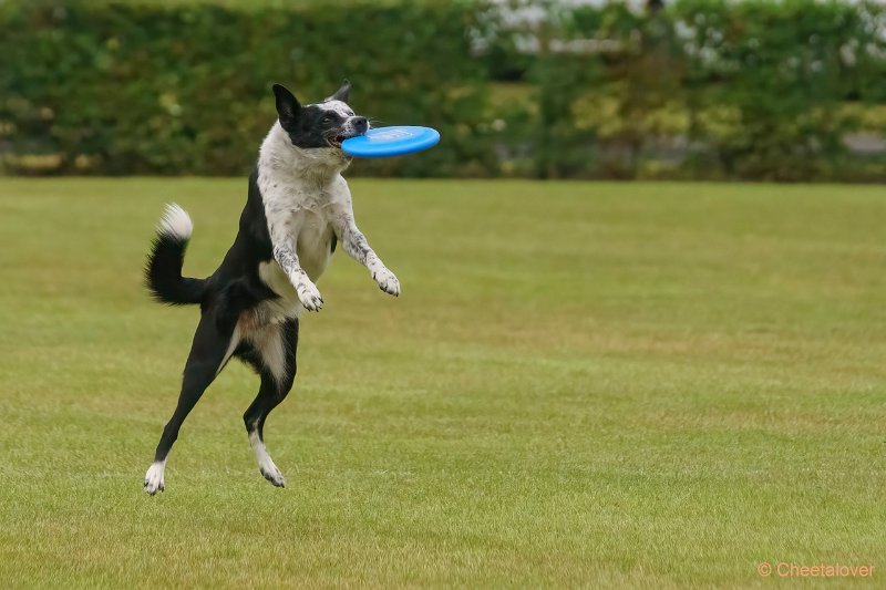 DSC00123.JPG - Dogfrisbee