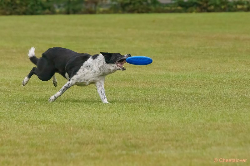 DSC00138.JPG - Dogfrisbee