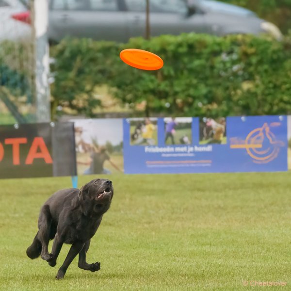 DSC00151.JPG - Dogfrisbee