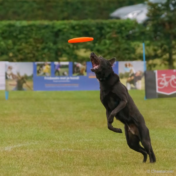 DSC00156.JPG - Dogfrisbee