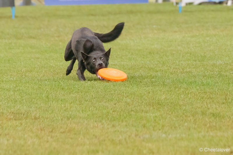 DSC00165.JPG - Dogfrisbee