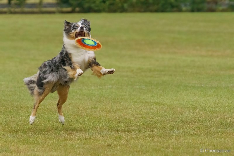 DSC00173.JPG - Dogfrisbee