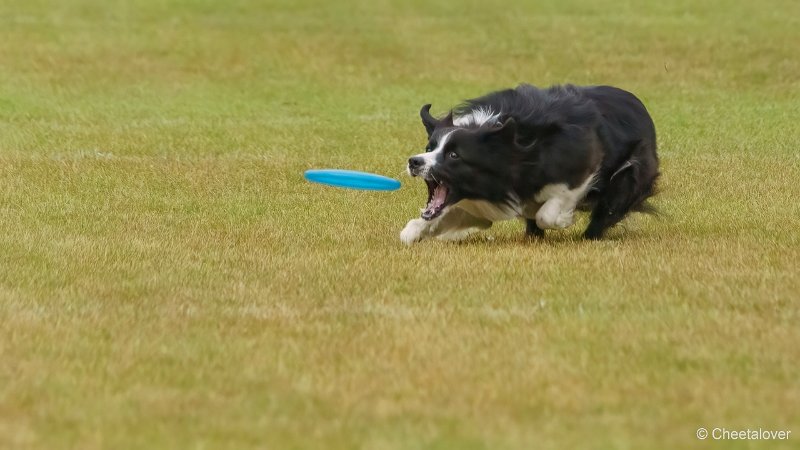 DSC00209.JPG - Dogfrisbee