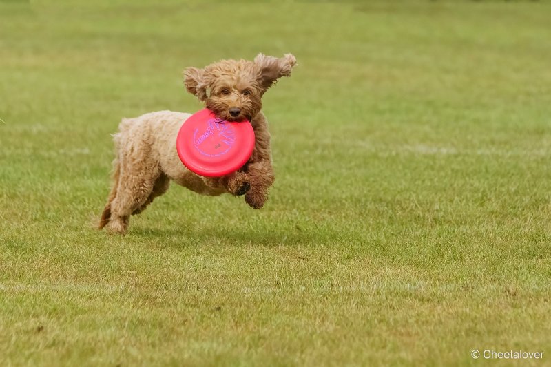 DSC00216.JPG - Dogfrisbee