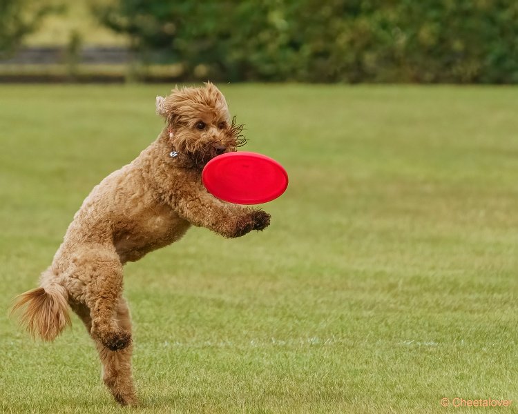 DSC00221.JPG - Dogfrisbee