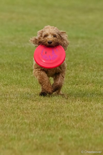 DSC00226.JPG - Dogfrisbee