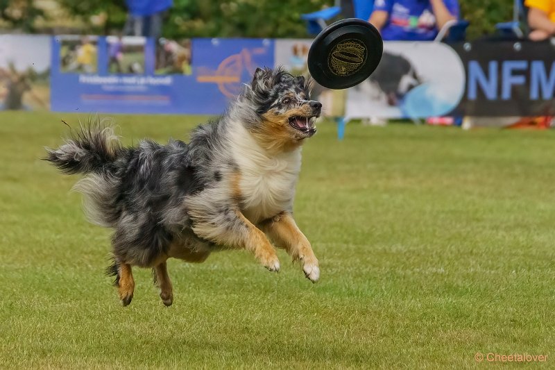 DSC00248.JPG - Dogfrisbee