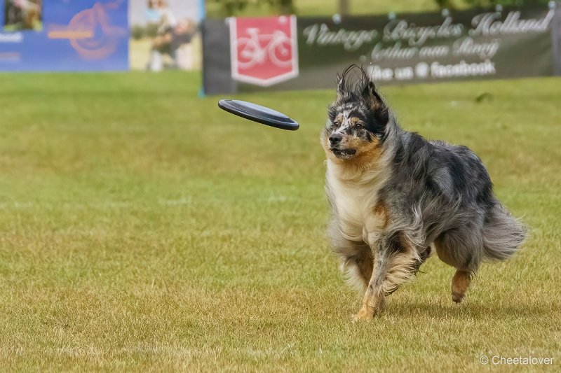 DSC00254.JPG - Dogfrisbee