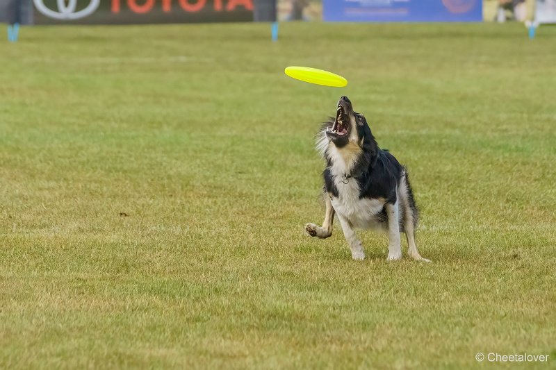 DSC00295.JPG - Dogfrisbee