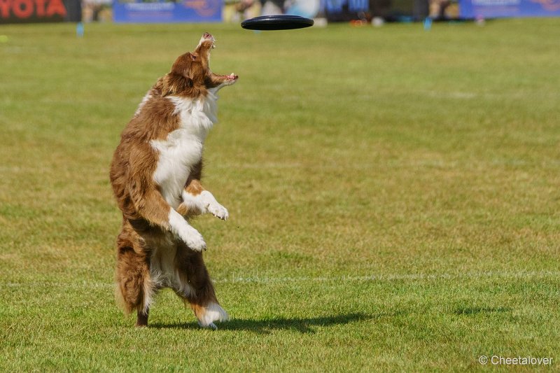 DSC00360.JPG - Dogfrisbee