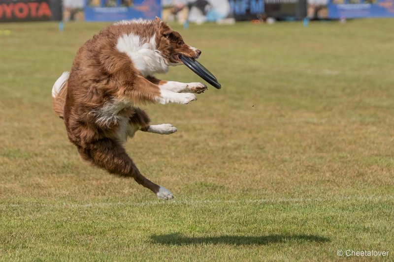 DSC00361.JPG - Dogfrisbee