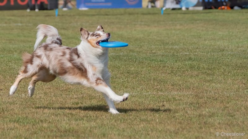 DSC00385.JPG - Dogfrisbee