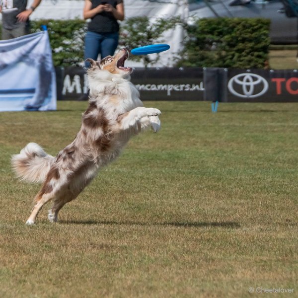 DSC00392.JPG - Dogfrisbee