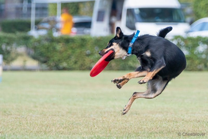 DSC00434.JPG - Dogfrisbee