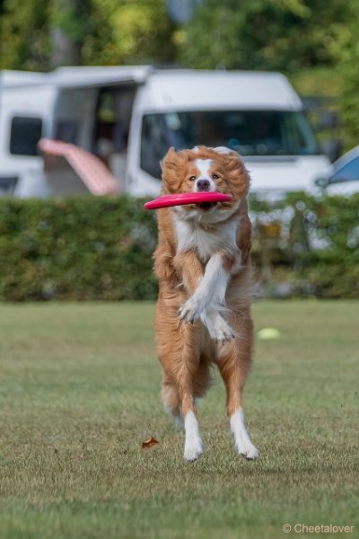 DSC00459.JPG - Dogfrisbee