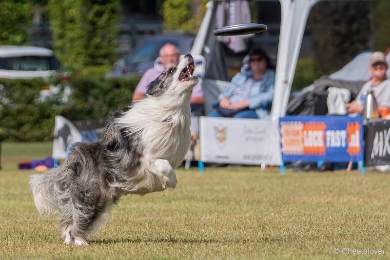 DSC00480.JPG - Dogfrisbee