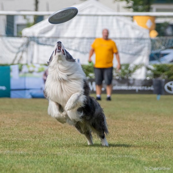 DSC00493.JPG - Dogfrisbee