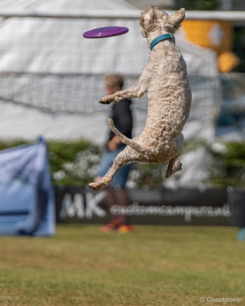 DSC00502.JPG - Dogfrisbee