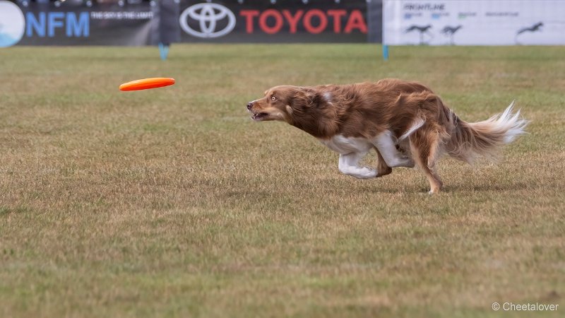 DSC00529.JPG - Dogfrisbee