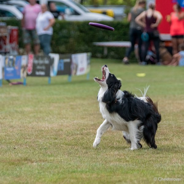 DSC00579.JPG - Dogfrisbee