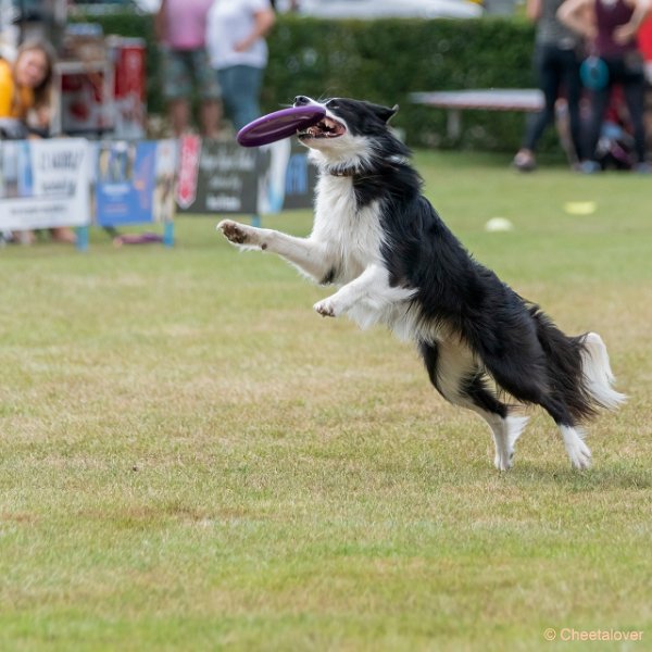 DSC00580.JPG - Dogfrisbee