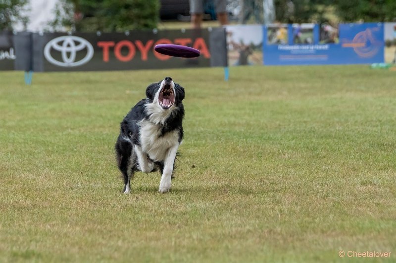 DSC00587.JPG - Dogfrisbee