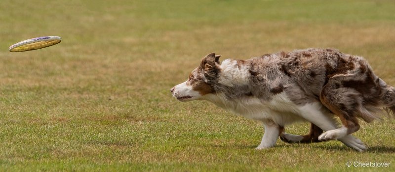 DSC00595.JPG - Dogfrisbee