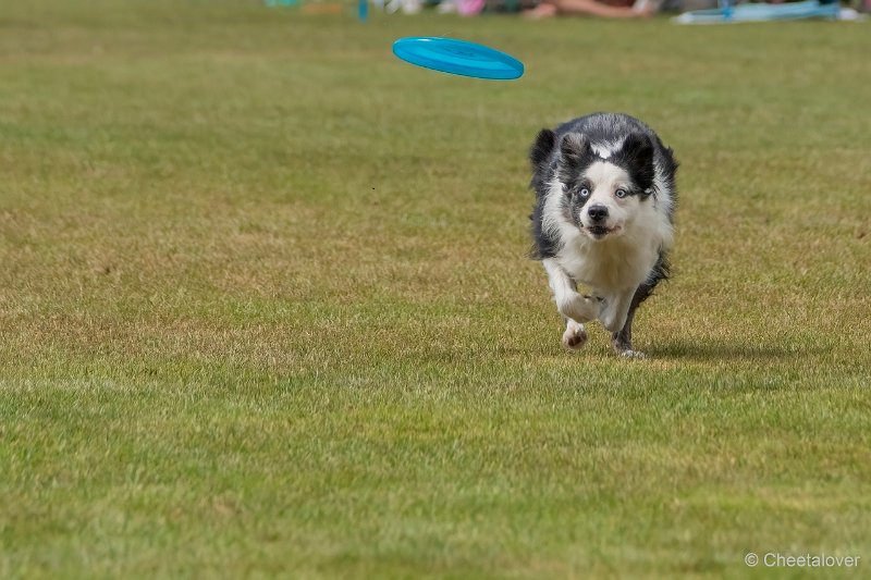 DSC00620.JPG - Dogfrisbee