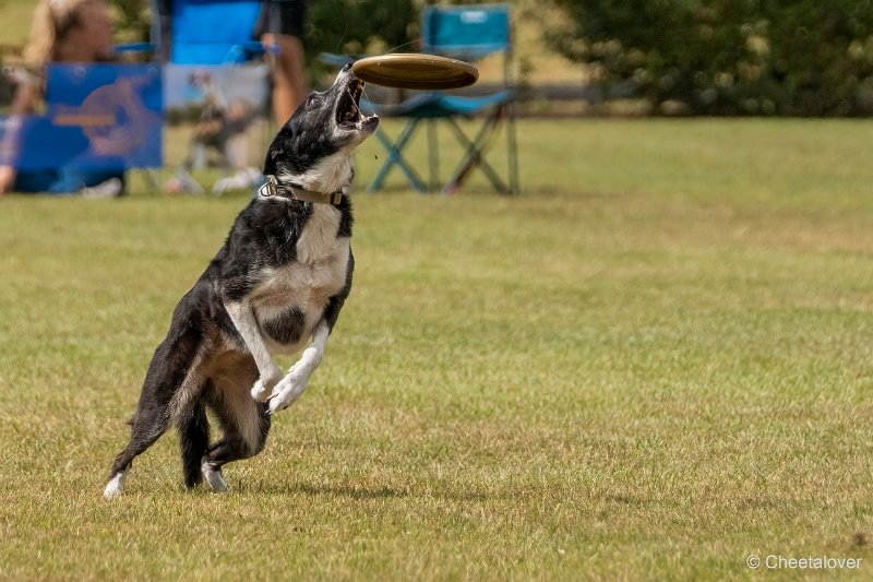 DSC00660.JPG - Dogfrisbee